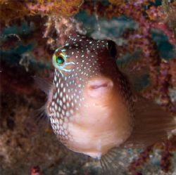 Spotted Sharpnose Puffer at 40 fsw
La Paz, Sea of Cortez... by Susan Lunn 